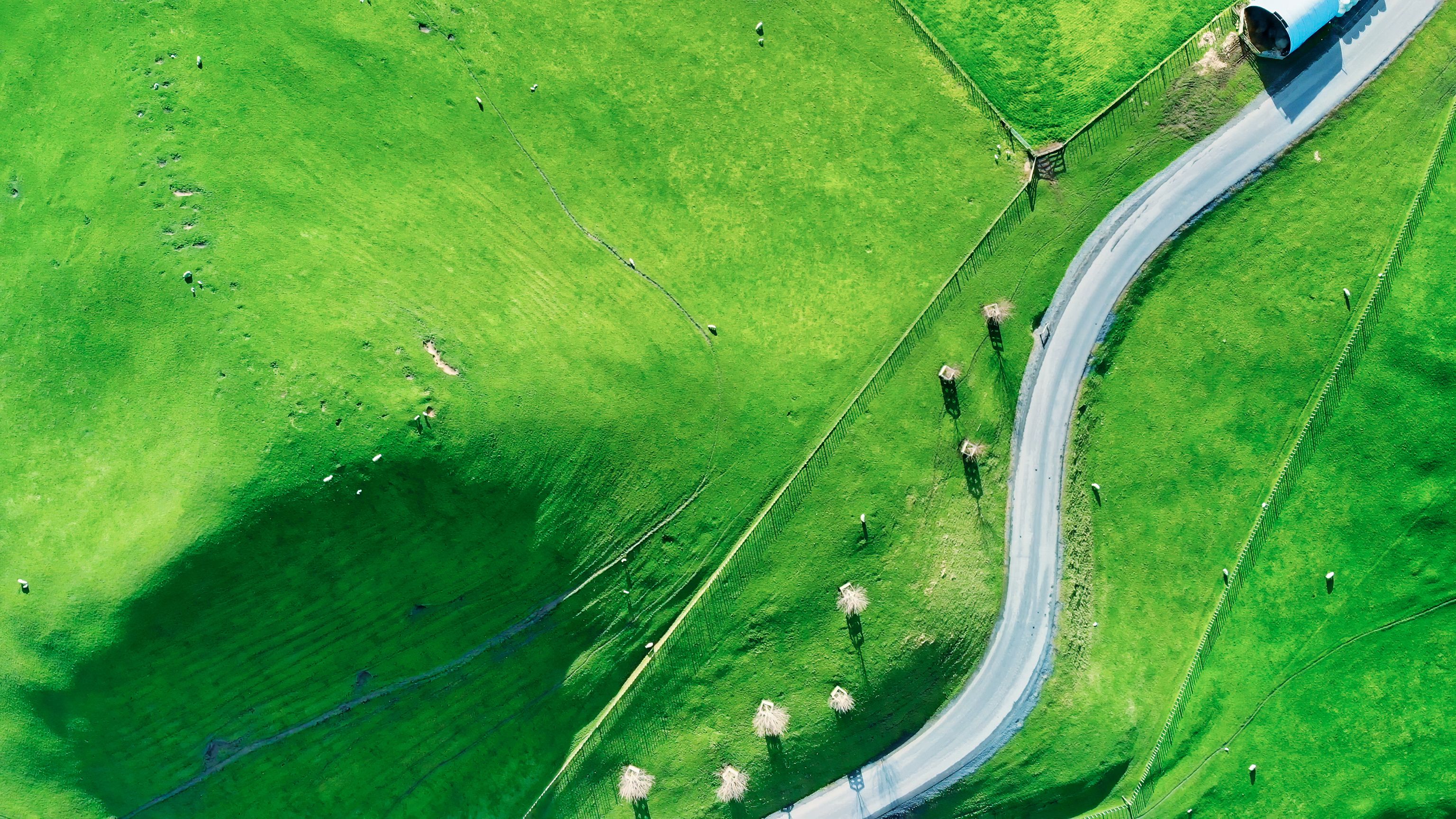 two white sheeps on green grass field